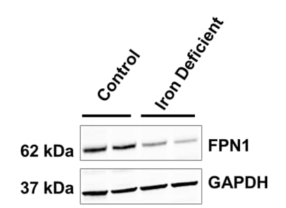 Ferroportin/SLC40A1 Antibody - BSA Free NBP1-21502